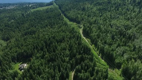 Beautiful green forest with powerlines through it Stock Footage 87723205