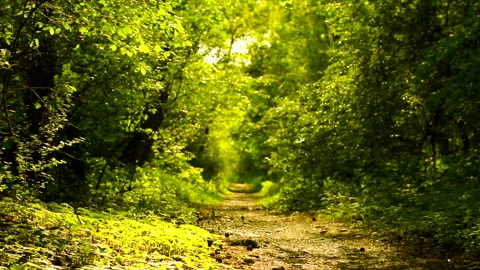 Beautiful green forest in spring with a path. Zoom in. Stock Footage 260136633