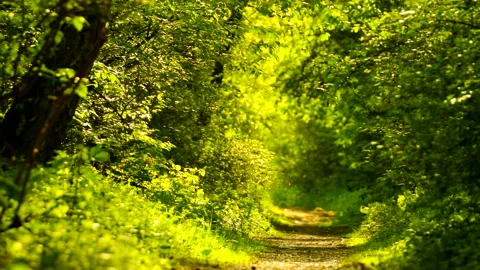Beautiful green forest in spring with a path. Stock Footage 260137037
