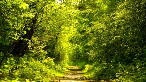 Beautiful green forest in spring with a path. 스톡 동영상 260137043