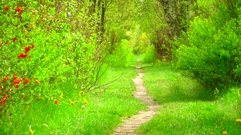 Beautiful green forest in spring with a path 4K. Stock Footage 263142089