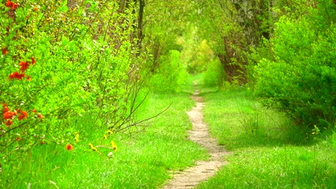 Beautiful green forest in spring with a path 4K. 库存影片 263142386