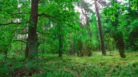 Beautiful green forest timelapse Stock Footage 58696376