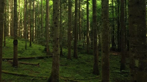 Beautiful green forest trees slow flying through Vídeo Stock 337192400