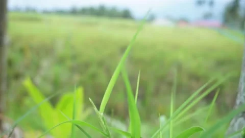 Beautiful green grass on a blurred background Stock Footage 224714080