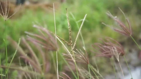 Beautiful green grass on a blurred background Video stock 224714672