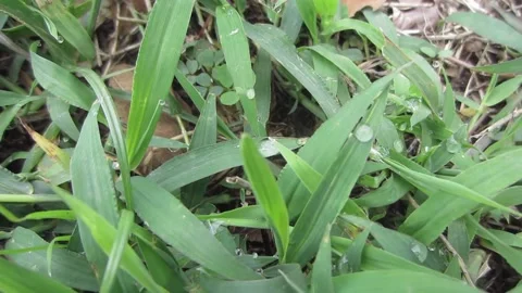Beautiful green grass decorated with morning dew Video stock 205540853