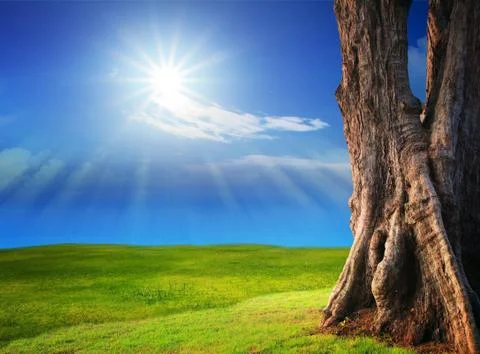 Beautiful green grass field with sun shine on clear blue sky Stock-Fotos