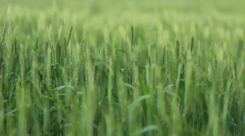 Beautiful green grass Stock Footage 63609464