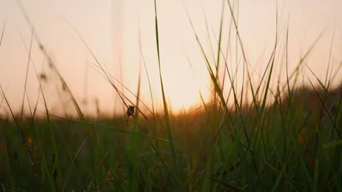 Beautiful green grass Stock Footage 288839213