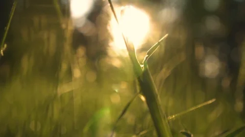 Beautiful green grass in the forest at sunset Vídeo Stock 108929627