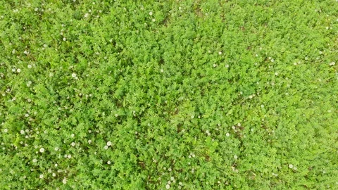 Beautiful green grass meadow in springtime. Aerial view, fast motion. Stock Footage 107593772
