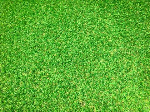 Beautiful green grass pattern from golf course for background. Copy space for Stock Photos