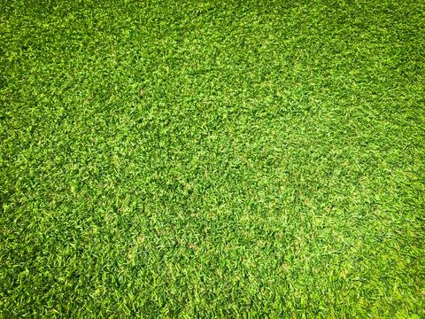 Beautiful green grass pattern from golf course for background. Copy space for Stock Photos