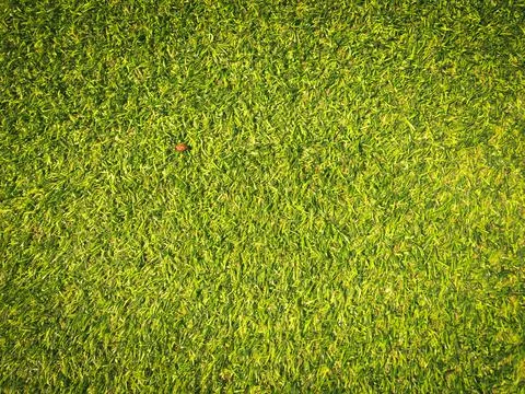Beautiful green grass pattern from golf course for background. Copy space for Foto stock