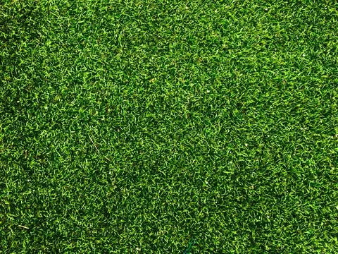 Beautiful green grass pattern from golf course for background. Copy space for Stock Photos