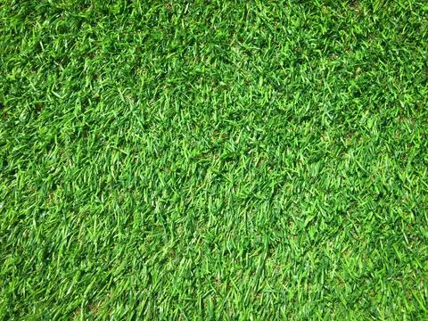 Beautiful green grass pattern from golf course for background. Copy space for Stock Photos