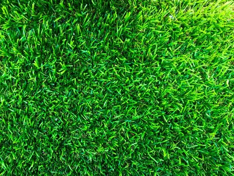 Beautiful green grass pattern from golf course for background. Copy space for Stock Photos