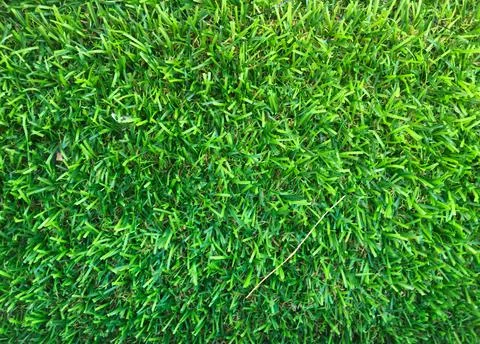 Beautiful green grass pattern from golf course for background. Copy space for Stock Photos
