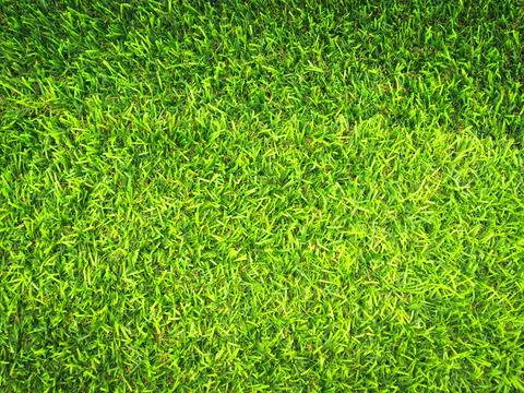 Beautiful green grass pattern from golf course for background. Copy space for Stock Photos