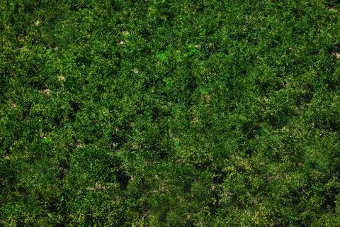 Beautiful green grass pattern Stock Photos