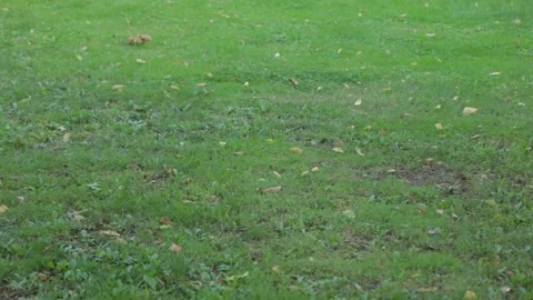 Beautiful green grass in the summer. 库存影片 134891005