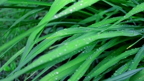 Beautiful green grass sways in the wind with dew drops on the surface. HD video Stock Footage 72501280