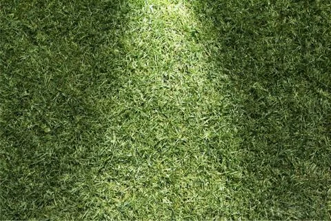 Beautiful green grass texture Stock Illustration