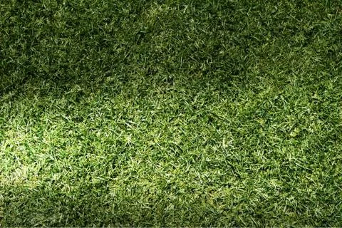 Beautiful green grass texture Stock Illustration