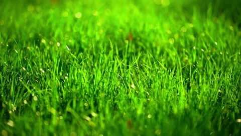 Beautiful green grass texture, meadow grass with drops dew close up. Stock Footage 170457151