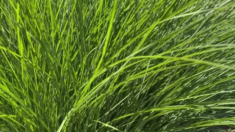 Beautiful green grass on the wind. Close up video. Stock Footage 256083594