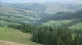 Beautiful green hills and conifer forest HD Footage