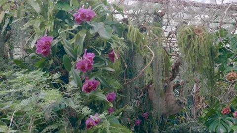 Beautiful Green House Vídeo Stock 147142014