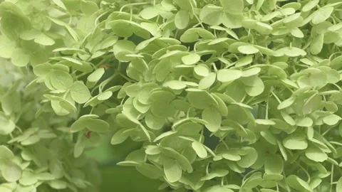Beautiful green  hydrangea blossom  background. macro footage Stockbeeldmateriaal 248239705