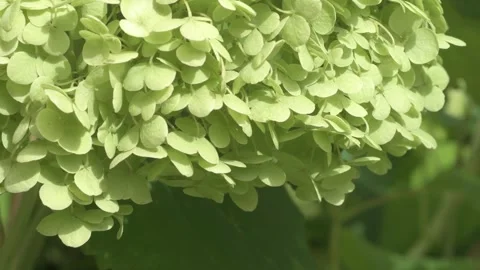Beautiful green  hydrangea blossom  background. macro footage Video stock 248239844