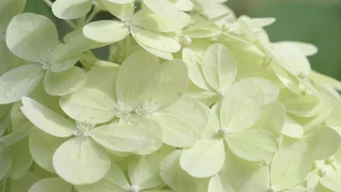 Beautiful green  hydrangea blossom  background. macro footage Video stock 248245807