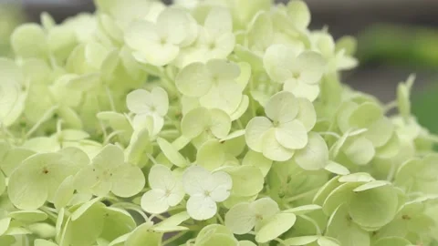 Beautiful green  hydrangea blossom  background. macro footage Video stock 248247466