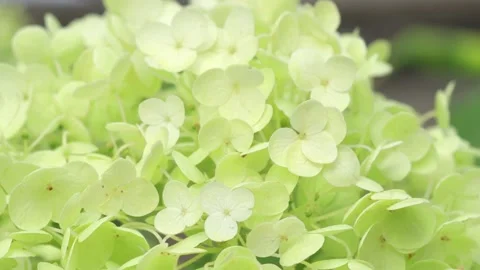 Beautiful  green  hydrangea blossom  background. macro footage Video stock 248247470