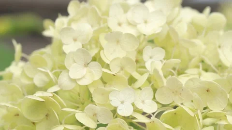 Beautiful  green  hydrangea blossom  background. macro footage Video stock 248247612