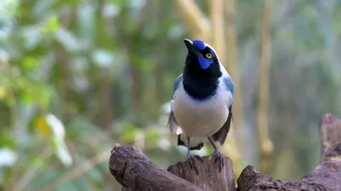 Beautiful green jay bird sitting on a rustic wooden log in the middle of a dense Stock Footage 340861903