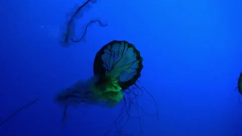 Beautiful green jellyfish Stock Footage 211700496