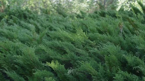 Beautiful green juniper branches in close-up Stock Footage 83704492