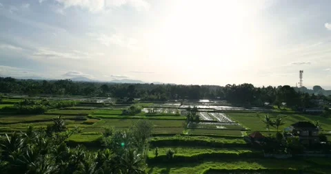 Beautiful green landscape with rice growing on agricultural farm parcels Stockbeeldmateriaal 235652553