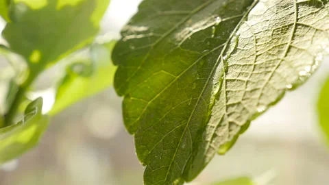 Beautiful green leaf after the rain. Close-up Stock Footage 127701405