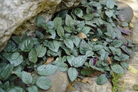 Beautiful green leaf background Fotos Stock
