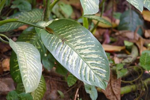 Beautiful green leaf background Stock-Fotos