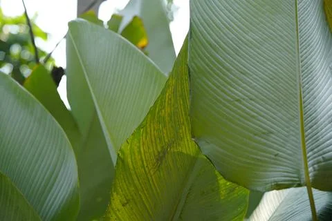 Beautiful green leaf background Photos