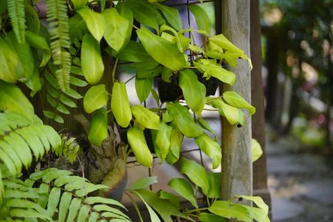 Beautiful green leaf background Fotos Stock