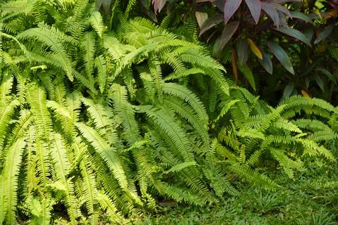 Beautiful green leaf background Fotos Stock