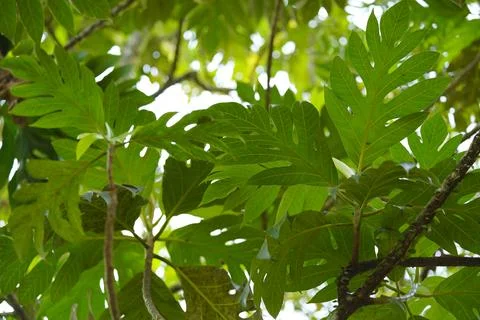 Beautiful green leaf background Fotos Stock